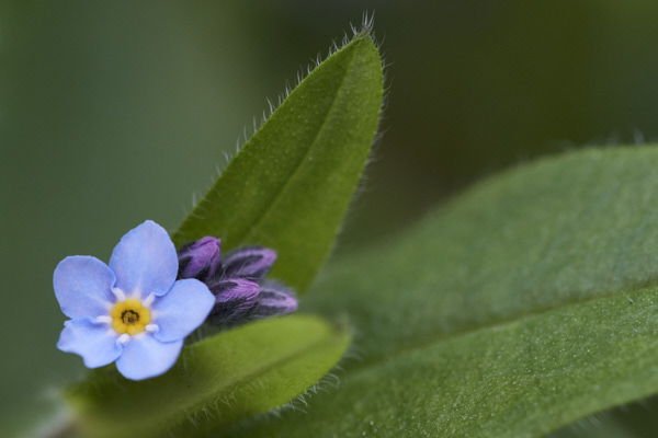 Image of  Flowers