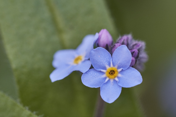 Image of  Flowers