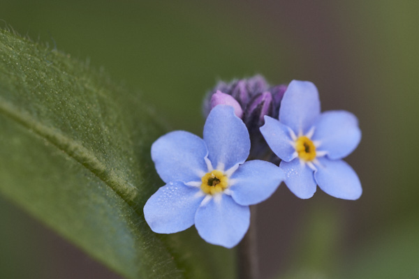 Image of  Flowers