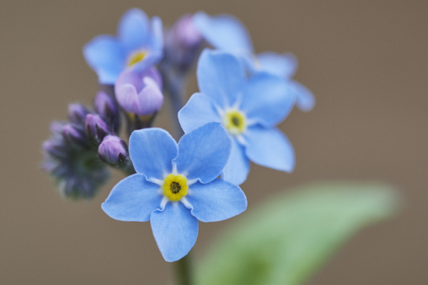 Image of  Flowers