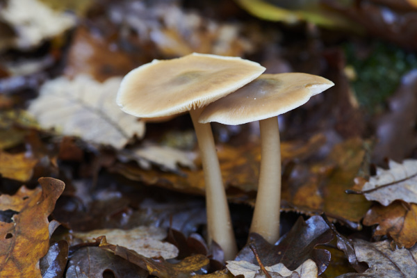 Image of a toadstool