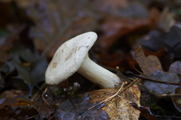 Image of a toadstool