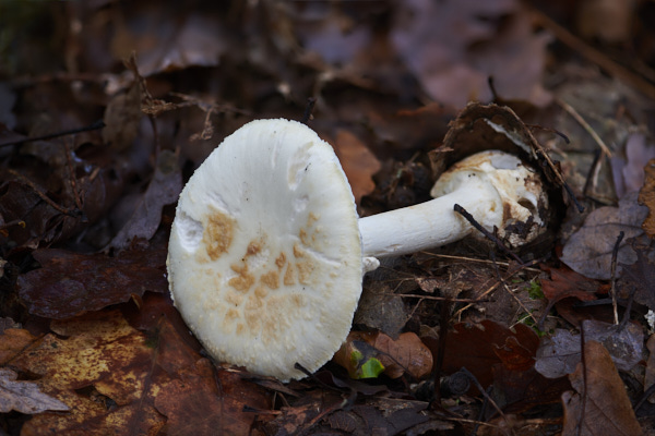 Image of a toadstool