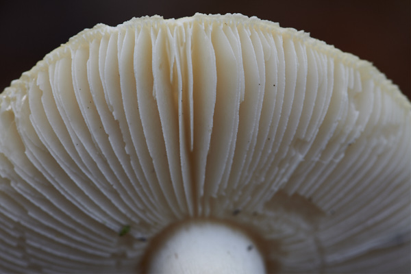 Image of a toadstool