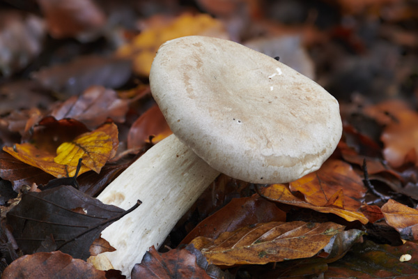 Image of a toadstool