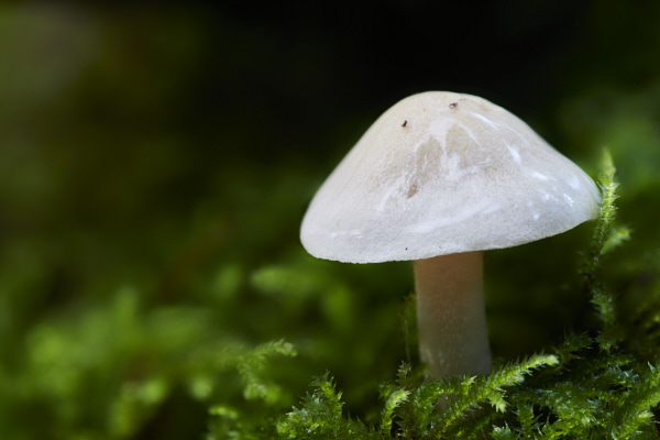 Image of a toadstool