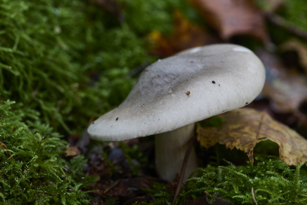 Image of a toadstool