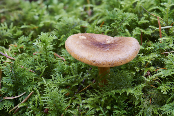 Image of a toadstool