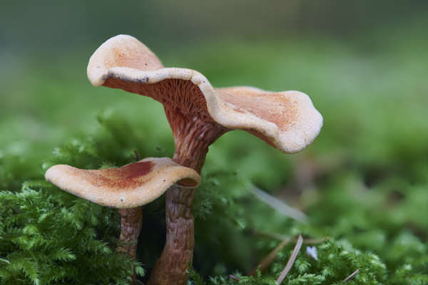Image of a toadstool