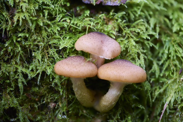 Image of a toadstool