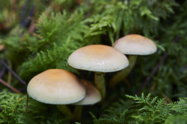 Image of a toadstool