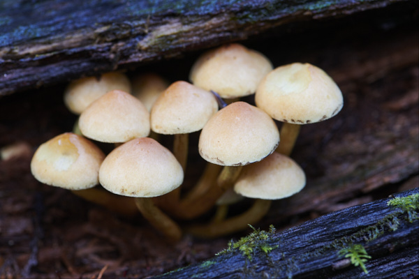 Image of a toadstool