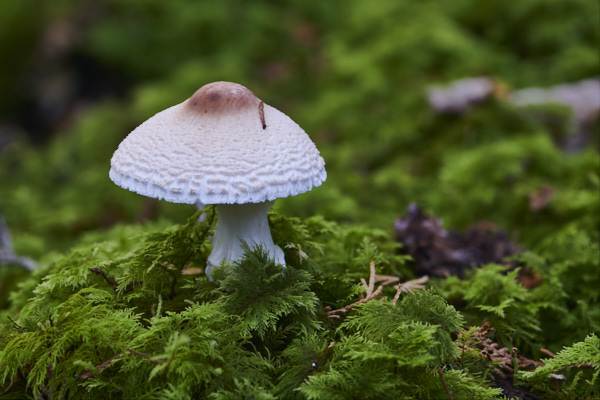 Image of a toadstool
