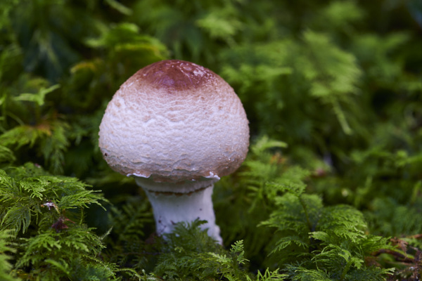 Image of a toadstool