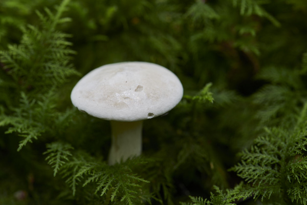 Image of a toadstool