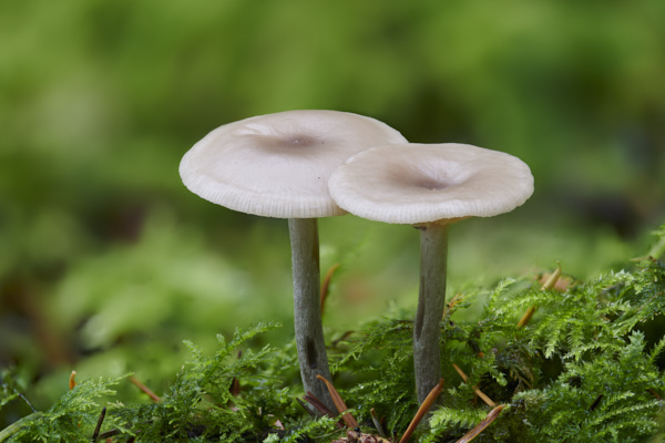 Image of a toadstool