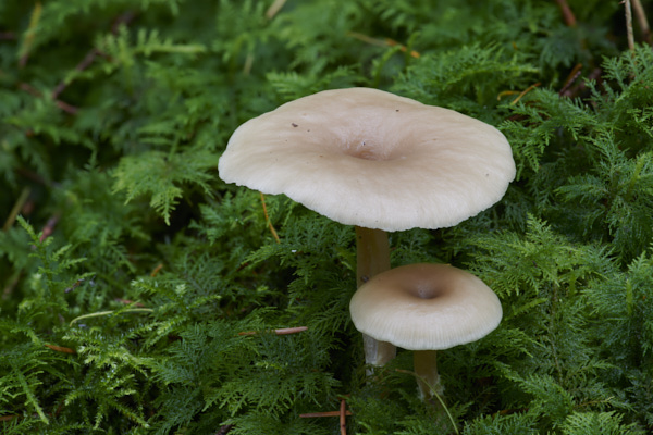 Image of a toadstool
