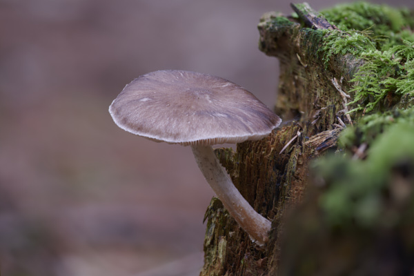 Image of a toadstool