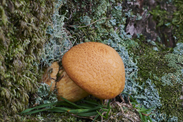 Image of a toadstool