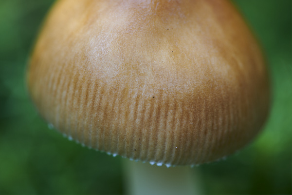 Image of a toadstool