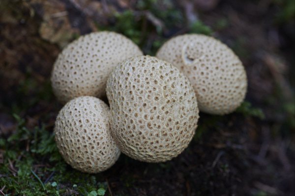 Image of a toadstool