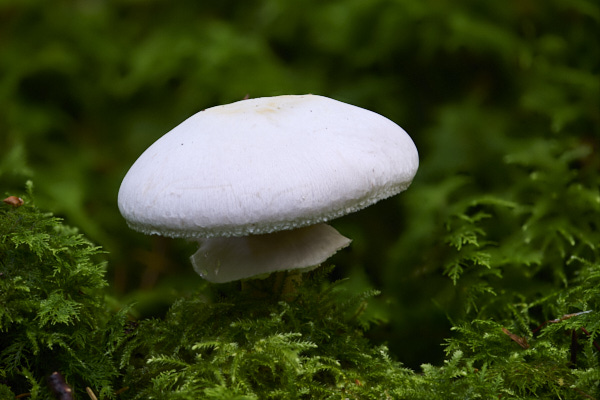 Image of a toadstool