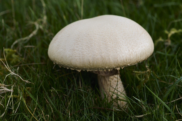 Image of a toadstool