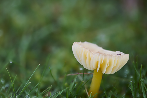 Image of a toadstool