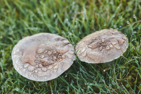 Image of a toadstool