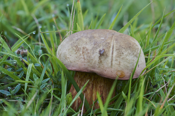 Image of a toadstool