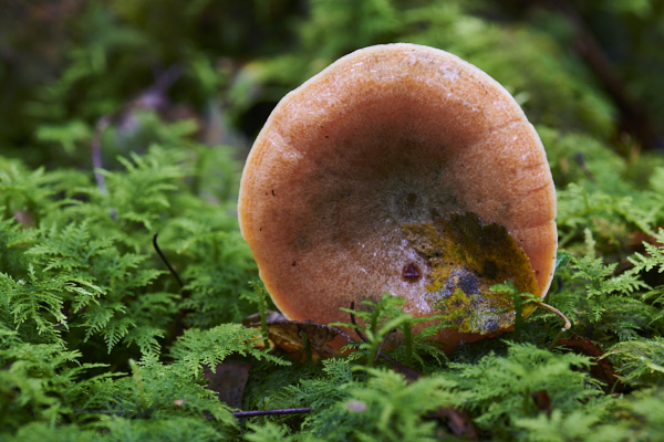Image of a toadstool