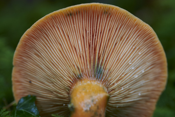 Image of a toadstool