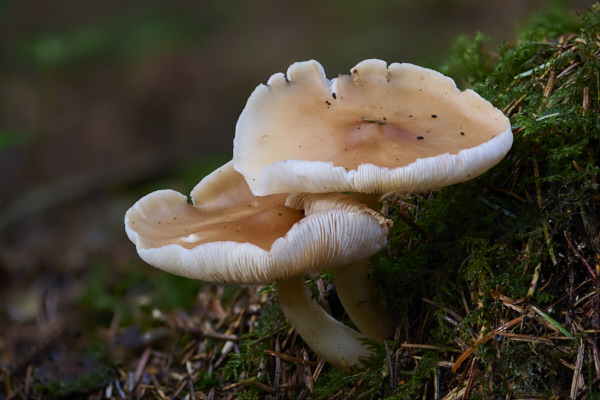 Image of a toadstool
