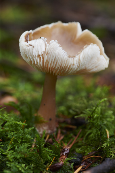 Image of a toadstool