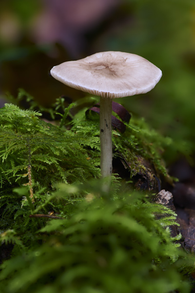 Image of a toadstool