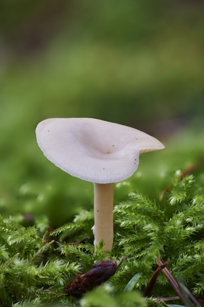 Image of a toadstool