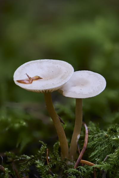 Image of a toadstool
