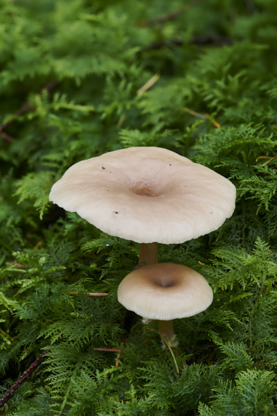 Image of a toadstool