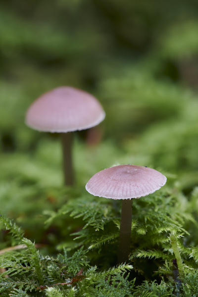 Image of a toadstool