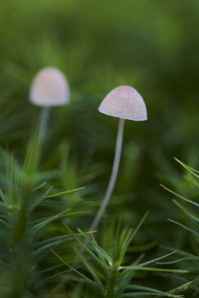 Image of a toadstool