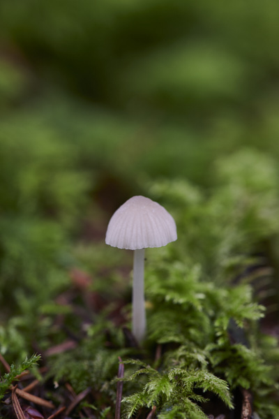 Image of a toadstool