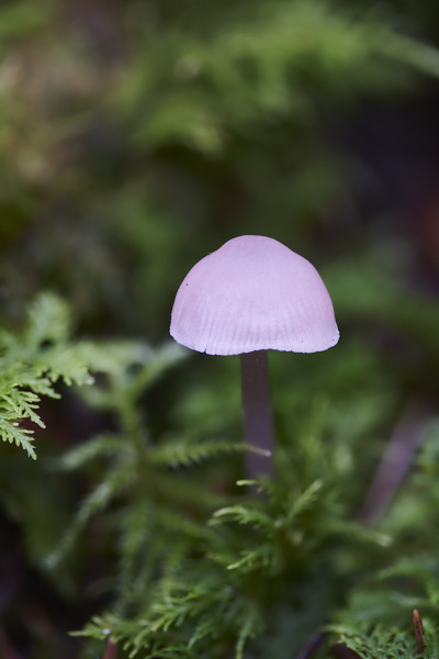 Image of a toadstool