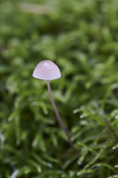 Image of a toadstool