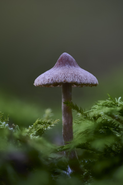 Image of a toadstool