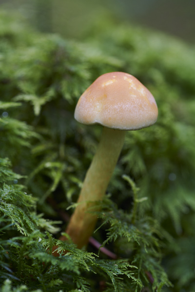 Image of a toadstool