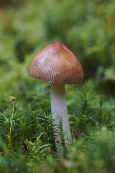 Image of a toadstool