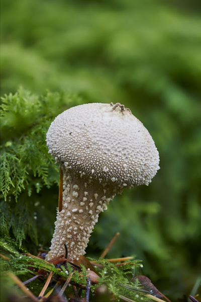 Image of a toadstool