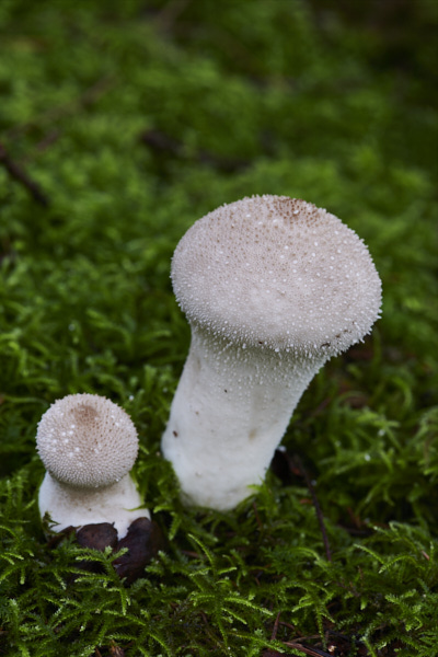 Image of a toadstool