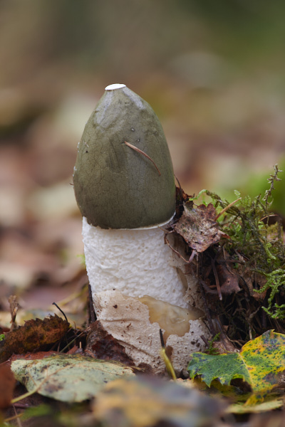 Image of a toadstool