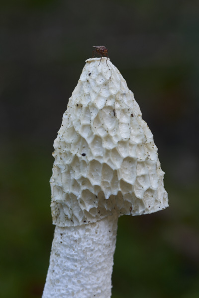 Image of a toadstool